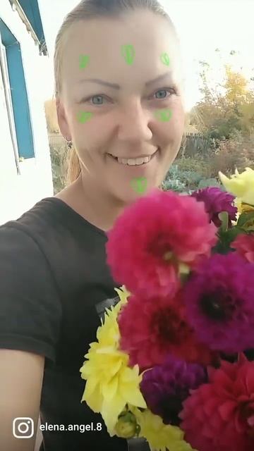 Цветы Георгины| Какая красота|Сколько стоит|Как вырас? смотреть онлайн