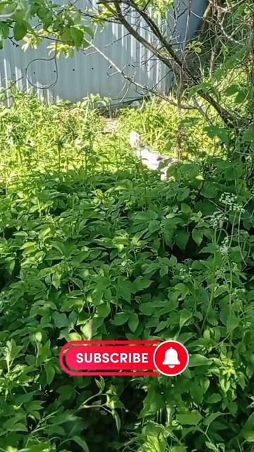 Есть ли у Вас любимая порода собаки? Пишите в коммента?