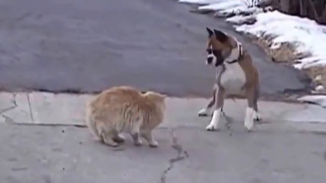 Убойный юмор КОТ ПРОТИВ СОБАКИ. Неожиданый результат смотреть онлайн