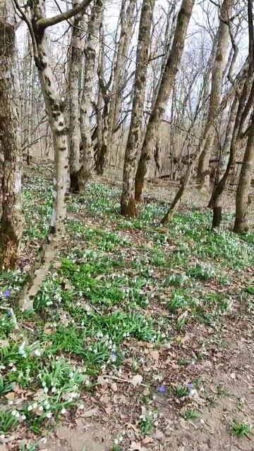 Подснежники в Краснодарском крае #природа #цветы #гала смотреть онлайн