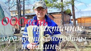ОООчень практичное ограждение смородины и малины часть1 #смородина#малина#ограждение#стеклопластик#
