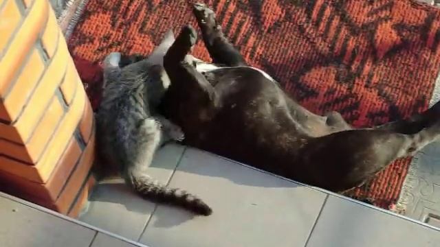 Во дворе злая собака, а кот вообще зверь. смотреть онлайн
