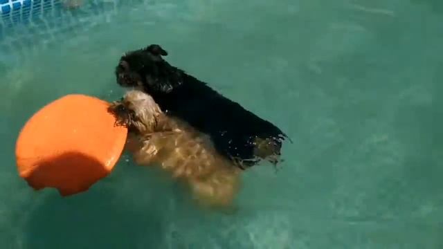 У собак новый бассейн