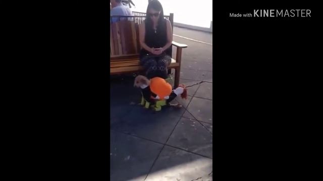 Угарный костюм собаки