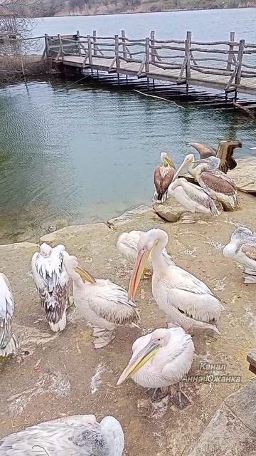 Пеликаны в Южном парке птиц Малинки. смотреть онлайн