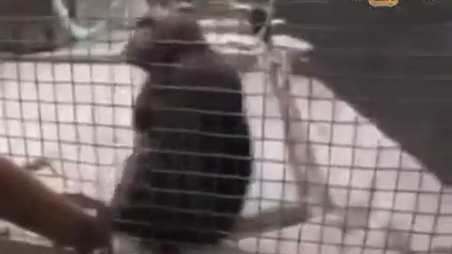 Ржачные обезьяны ПРИКОЛ С ОБЕЗЬЯНАМИ! Funny monkey смотреть онлайн