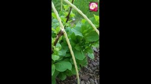 ГОРТЕНЗИЯ ВЕЧНОЕ ЛЕТО. СНИМАЮ УКРЫТИЕ