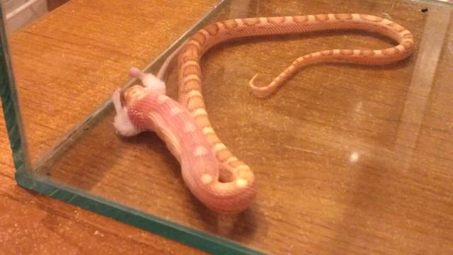 Маисовый полоз, Elaphe Guttata Василиск заглатывает мышонка. Часть 2. Конец трапезы.