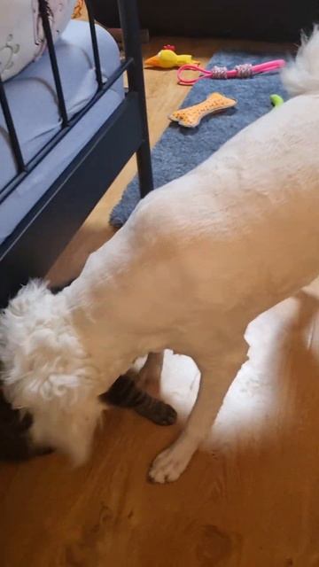 Тара в шоке. На сколько глубока любовь, умора...