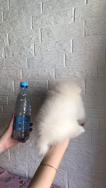 Щенок шпица мальчик😍💙 смотреть онлайн