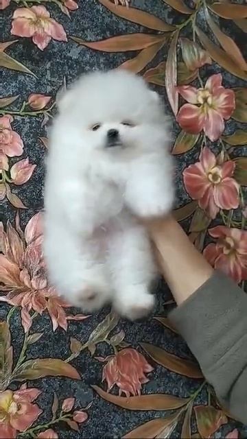 Мишка померанский шпиц