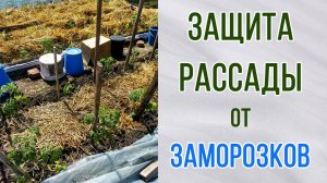 Как защитить рассаду от заморозков. Какое укрытие лучше. Испытали несколько вариантов.