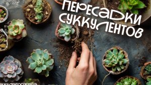 Пересадки суккулентов.