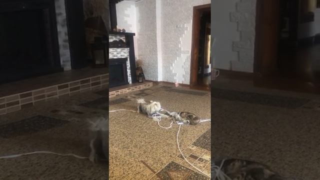 хохлатая смотреть онлайн