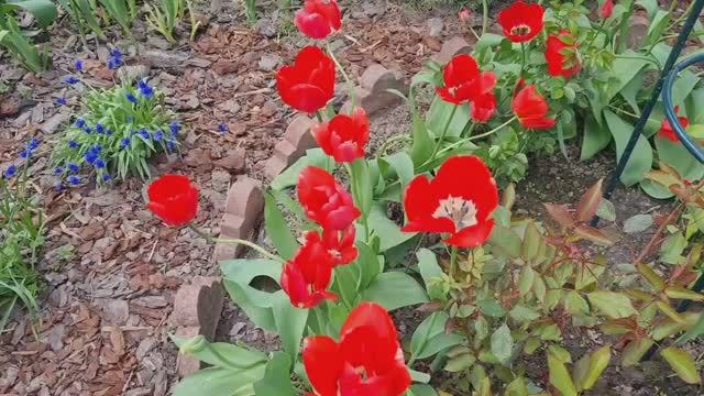 ПРОГУЛКА ПО ЦВЕТУЩЕМУ МАЙСКОМУ САДУ!🌷🌷🌷ЛЕНИНГРАДСКАЯ ОБЛАСТЬ. смотреть онлайн