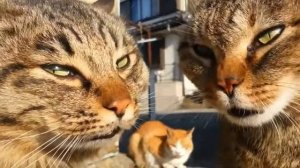 Ссора котов | Два кота устроили разборки