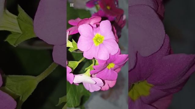 Примула обконика смотреть онлайн