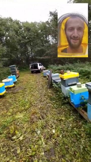 пчёлки в лесу 🐝🌳🌲 #dobrosot смотреть онлайн