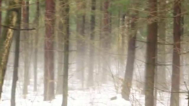 Весенний туман в лесу смотреть онлайн