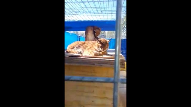 РЫСЬ ПОСЛЕ ОПЕРАЦИИ _ новый вольер смотреть онлайн