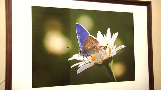 В Тверской гордуме открылась выставка фотографа Дудинского смотреть онлайн