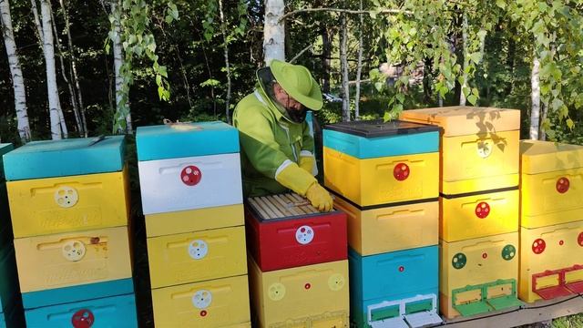 Ревизия на пасеке перед откачкой мёда смотреть онлайн