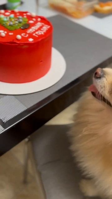 С Новым годом! #рекомендации #собачки #шпиц #домашниеживотные смотреть онлайн