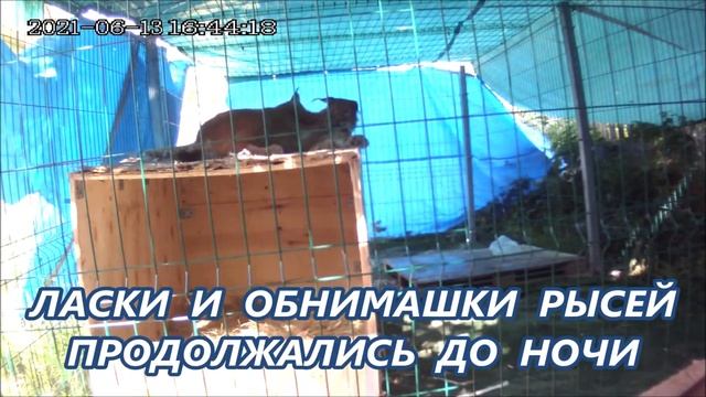 Рысь задушила самца в объятьях _Самка проверяет самца смотреть онлайн