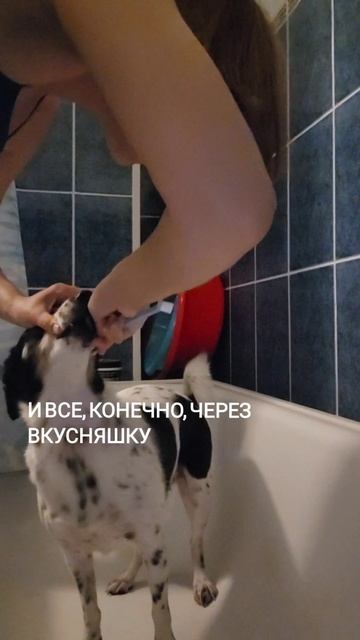 о чистке зубов собаке #dogshorts #собака #животные смотреть онлайн