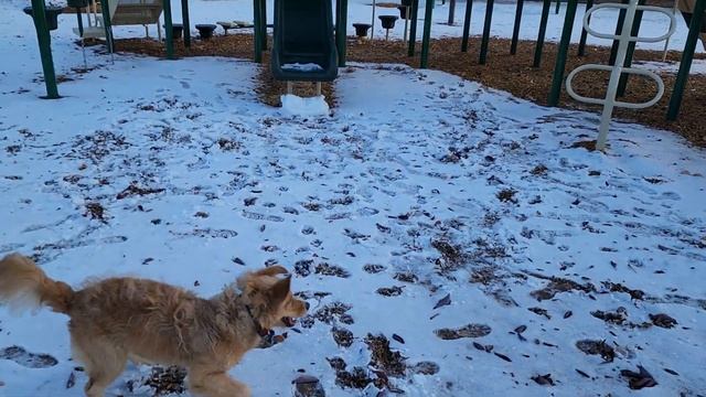 Первый снег и пес Симба / First snow and goldendoodle Simba reaction смотреть онлайн