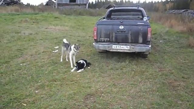 бой и пойка