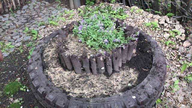 Выгуливаю кошку. Уход за обриетой. Сею алиссум и укроп с чесноком смотреть онлайн