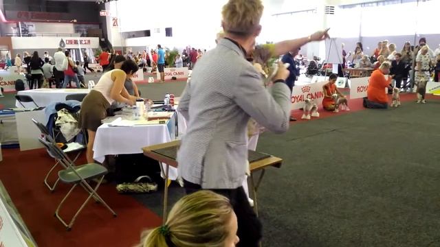 EDS 2016, BRUSSELS, 27.08.2016, Chinese Crested Dogs