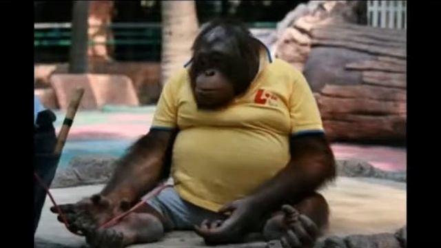 Смешные животные Смешные обезьяны Приколы funny monkey смотреть онлайн