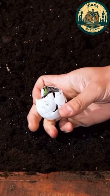 Идеи для дачи и огорода #грядки #сад #огород #парник #ла? смотреть онлайн