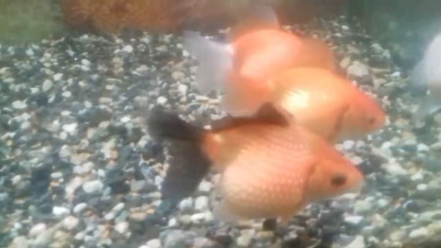 Залатая рибки жемчужина