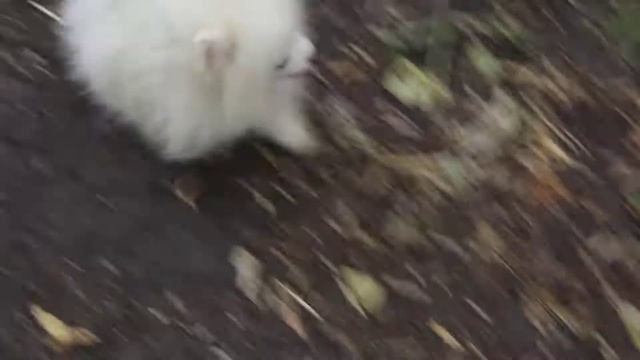 Шпиц Смешарик 4 мес смотреть онлайн