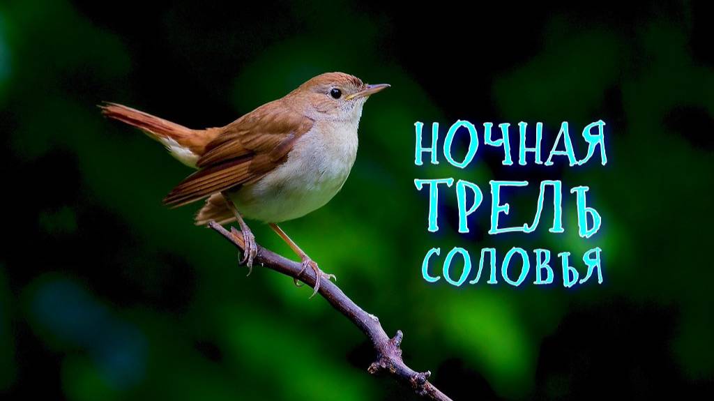 Ночное пение соловья. Заслушаться можно