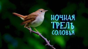 Ночное пение соловья. Заслушаться можно