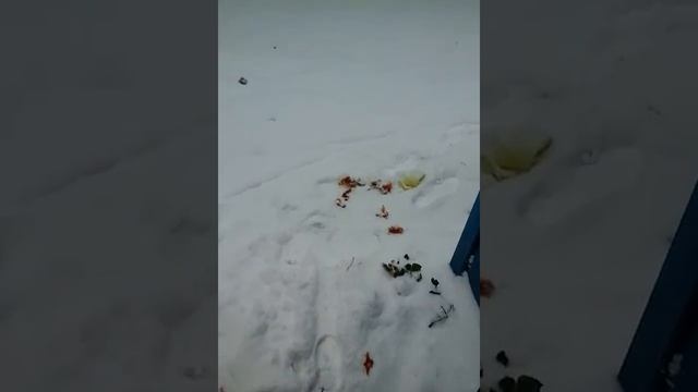 Снег  в Баку