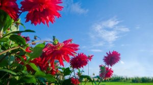 Песня "Зачем это лето" Кавер