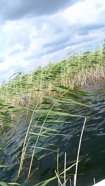 🎣 Крупный Карась на Удочку 🐠😉👍#Рыбалка #Рыба #Щука