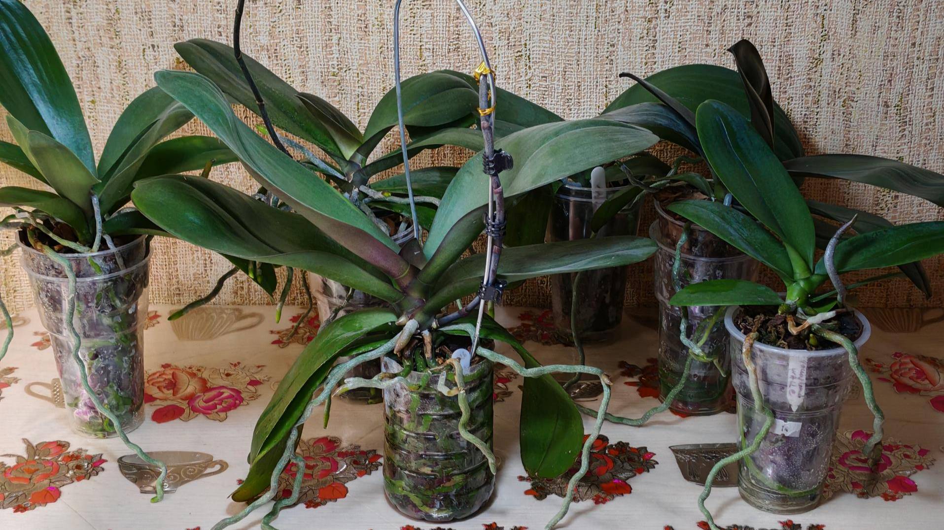 Моя первая посадка фаленопсиса в закрытую систему