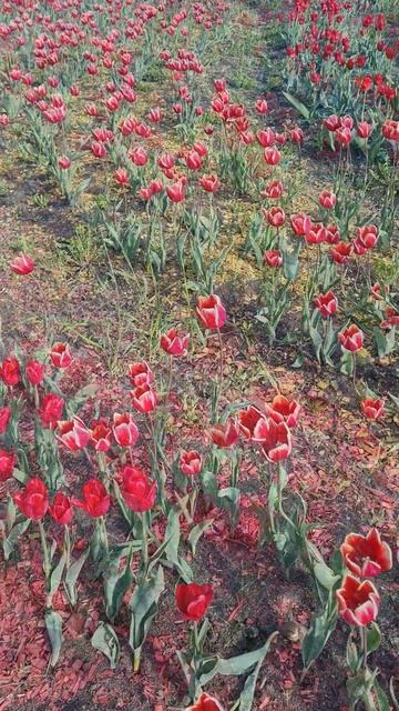 Тюльпаны, май 2025