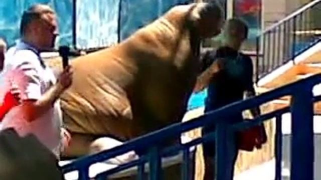 Крым 06-2012, Акватория, морж Салтан смотреть онлайн