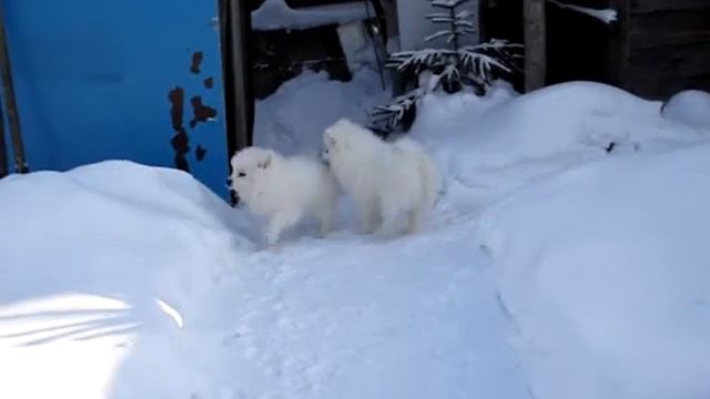 шпицы прогулка