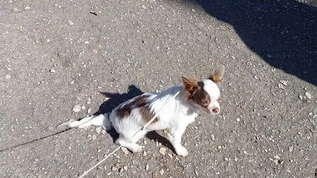 Карадаг на первой выставке собак  7.04.2024 Продажа 2 описания экспертов +бэст бэби Ркф 5.5 м.