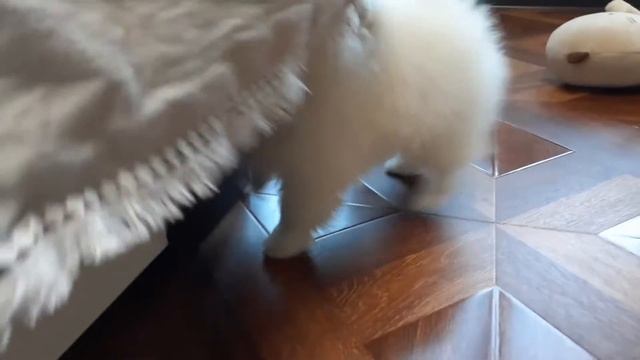 весёлый мальчик шпиц.