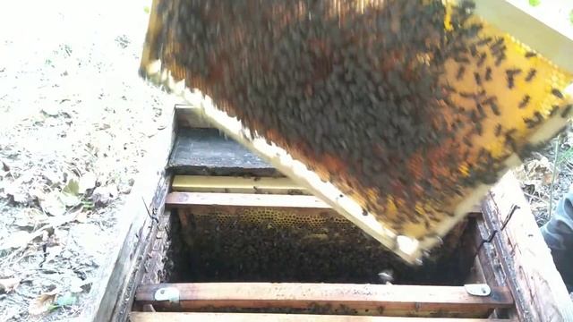 НЕСМОТРЕЛ К ПЧЕЛАМ БОЛЬШЕ МЕСЯЦА !!!