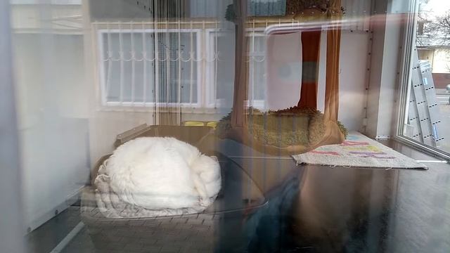 Выставка котов в Житомире. The cat show in Zhytomyr. смотреть онлайн